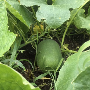 使いやすい、ミニ冬瓜‼︎