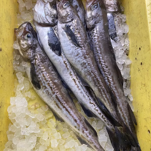 本日水揚げ‼️フライ、三平汁用❗スケソウタラ　