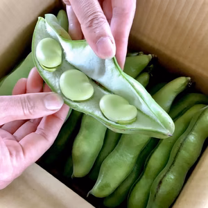 ラスト1個☆ちょっぴり剥いたお豆付き！初夏の贅沢☆　サヤ付き無選別空豆