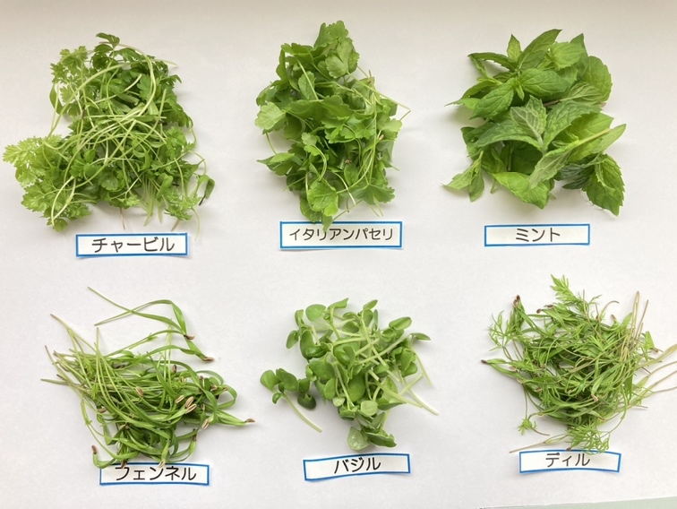 週末発送】ﾏｲｸﾛﾊｰﾌﾞ 6種/各2g＆ｴﾃﾞｨﾌﾞﾙﾌﾗﾜｰ MIX20輪｜野菜の商品