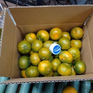 グリーンハウスみかん