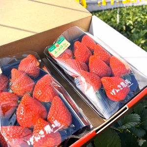 《濃厚しっとり美味しいイチゴ♪》よつぼし280g×2パック　佐賀県基山町産