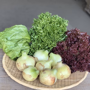 春の新たま＆感動おかわりレタスセット♪淡路島野口ファーム