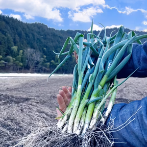 2.５kg農薬不使用の美味しい葉玉ねぎ&青ねぎ！ご飯が進む！お酒が進む！簡単に美