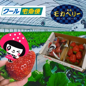 【減農薬】一箱 2パック 家庭用 いろいろなサイズ 『モカベリー』 完熟いちご