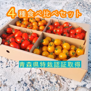 【こくあま】４種の贅沢ミニトマト 3kg 食べ比べセット 青森県産　プチトマト