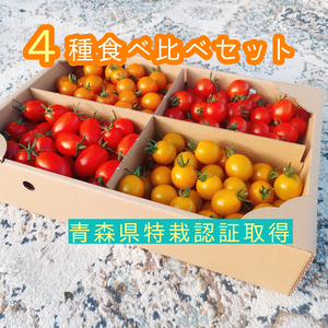 【こくあま】４種の贅沢ミニトマト 3kg 食べ比べセット 青森県産　プチトマト