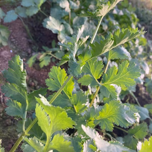 【お試しセット】KUMAMOTOドライパクチー3袋＆ベビークレソン（300g）