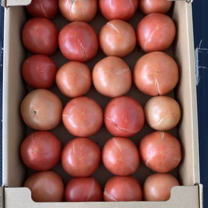 関東〜関西地区限定発送。今だけ特別出品。訳あり裂果トマト