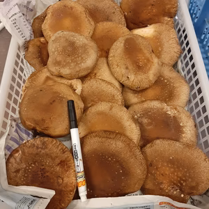 【ステーキ規格、常温】直径10cm前後　菌床軸無椎茸1kg長野県産　農薬不使用