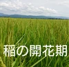 お米の旨味たっぷり自然栽培30年産「ひとめぼれ5ぶつき精米」２kg