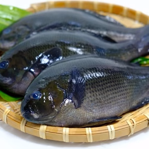 【本日発送】送料無料！宮崎県産のメジナ（1.1kg）　