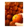 大人気　ブラッドオレンジ2.5kg、5kg みかん