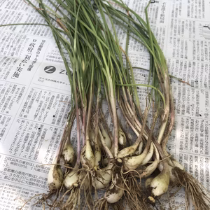 優しい辛さがうれしい不耕起栽培のエシャレット（土・根付き）