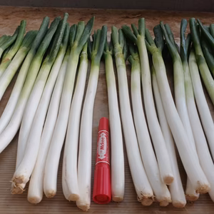 木曜特売✅先着3名様✅皮むき白ネギ✅Mサイズ24本❗→大特売980円❗❗