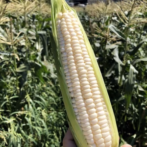 紀州パール (ホワイトコーン)