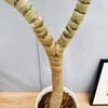 ［在庫］【希少】大迫力！　アロエ　メデューサ　観葉植物　室内　大