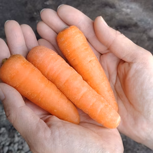 【3Sサイズミニ人参】甘〜い越冬人参☆青森県産有機JAS認証取得