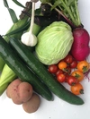 旬の野菜セット 定期便月2回 Wサイズ　農薬・化学肥料・厩肥不使用