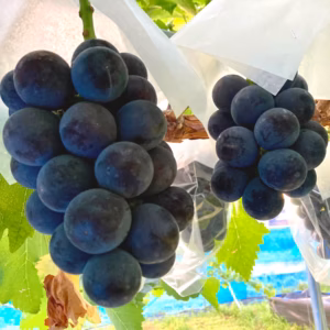 【数量限定】黒い宝石！！糖度20度越え　黒ぶどう~黒耀~