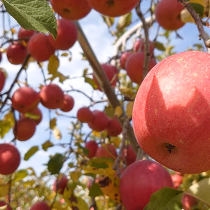 長野県認証栽培！貯蔵サンふじ（レギュラーサイズ）
