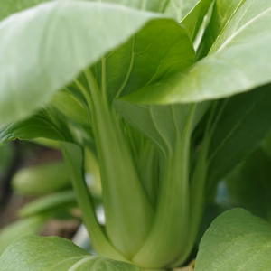青梗菜
