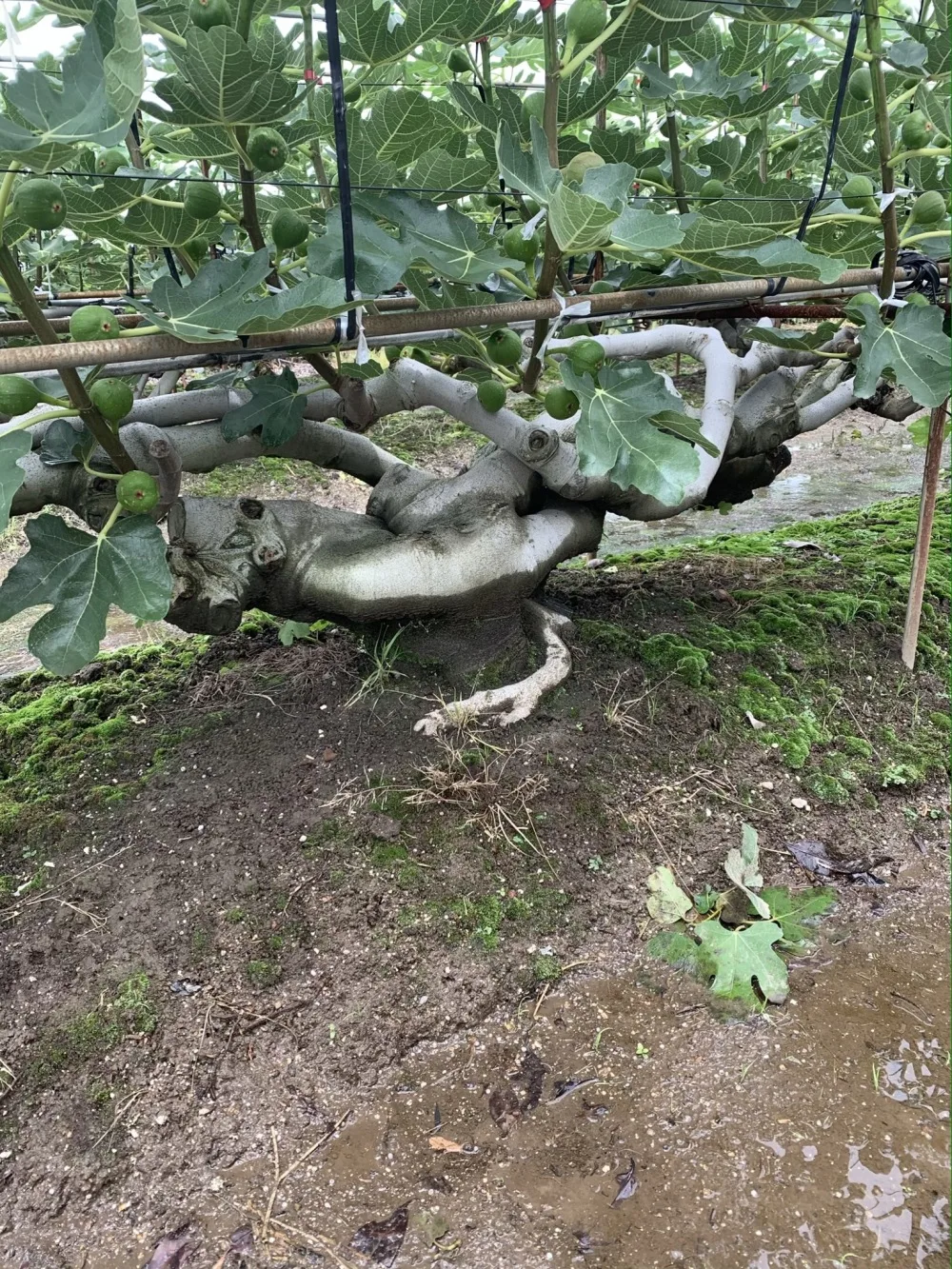 まだまだ、うま 旧騎西町産のいちじくボリューム感満点です ️ギフトにも最適です｜果物の商品詳細｜ポケットマルシェ｜産直(産地直送)通販 旬