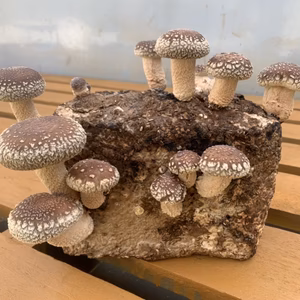 おウチで栽培！しいたけ栽培菌床！