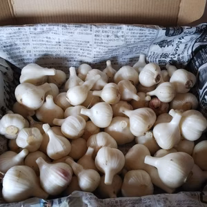 自然栽培　ミニミニサイズ　小幸にんにく