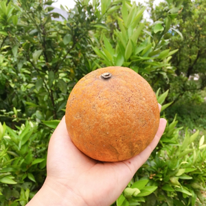 【訳あり】『メイポメロ』静岡県生まれの柑橘！