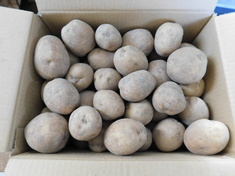じゃがいも デジマ小さめ 5ｋｇ　木村秋則式自然栽培 青森県産 無農薬 無肥料 