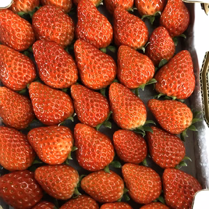 【送料無料】小さめ紅ほっぺ☆たっぷり1kg❣️2段バラ詰め