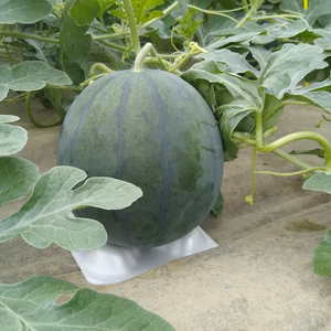 北海道富良野産 黒皮小玉すいか