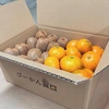 シーズン最終！★早生みかん・キウイ詰め合わせセット★