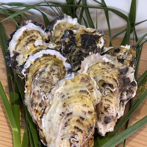 【シーズン終盤につき値下げ】糸島　深江産　真牡蠣