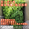 水耕栽培にて育てられた、野菜の大様「ケール」です。