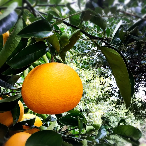 The citrus【HASSAKU】
