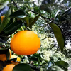 The citrus【HASSAKU】