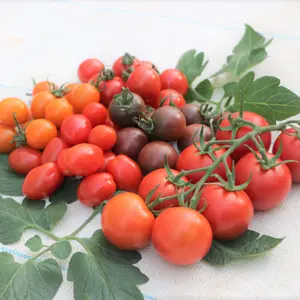 ☆ＮＨＫ「まんぷくメシ」出演☆山本温室園イチ押しトマト５種類 セット