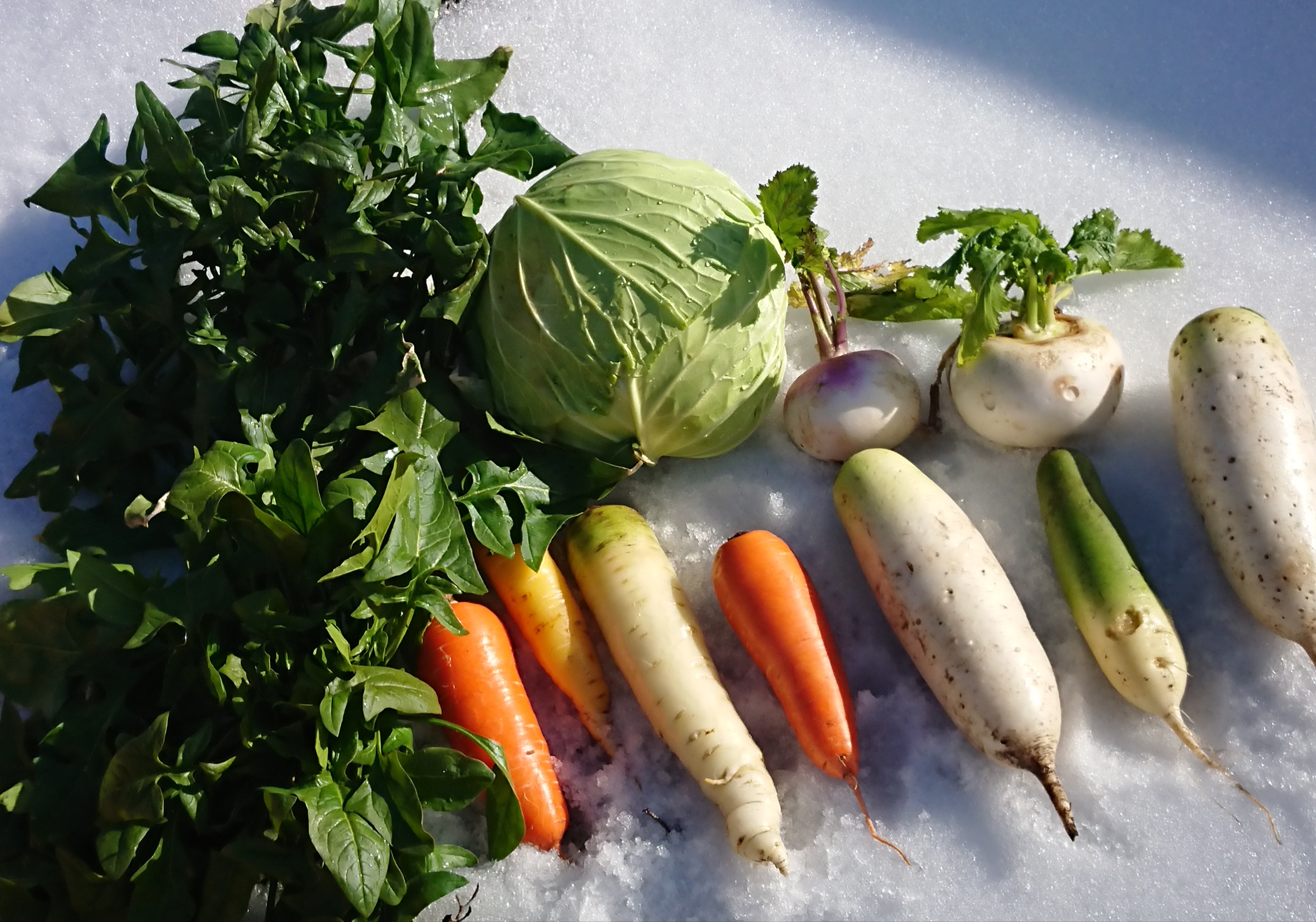 関東以北発送用)✨甘い✨ 雪下野菜セット‼️｜野菜の商品詳細