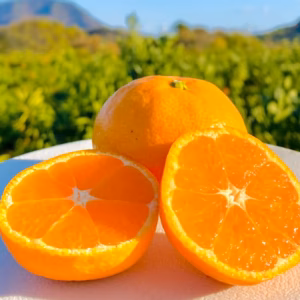 島の早生温州みかん/毎年人気の甘酸っぱいコクうま果実⭐︎/（11月発送）