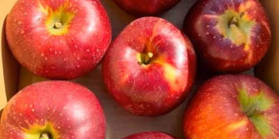  【今週の新着商品】パリッと真っ赤な「りんご」、香り爽やか「特大すだち」、生でも◎「水なす」etc.