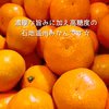 石地温州みかん【予約特価☆ご家庭用　愛媛県・大三島産】