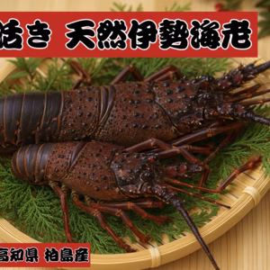 数量限定▼初売りキャンペーン！【濃厚な旨み 天然活きイセエビ】