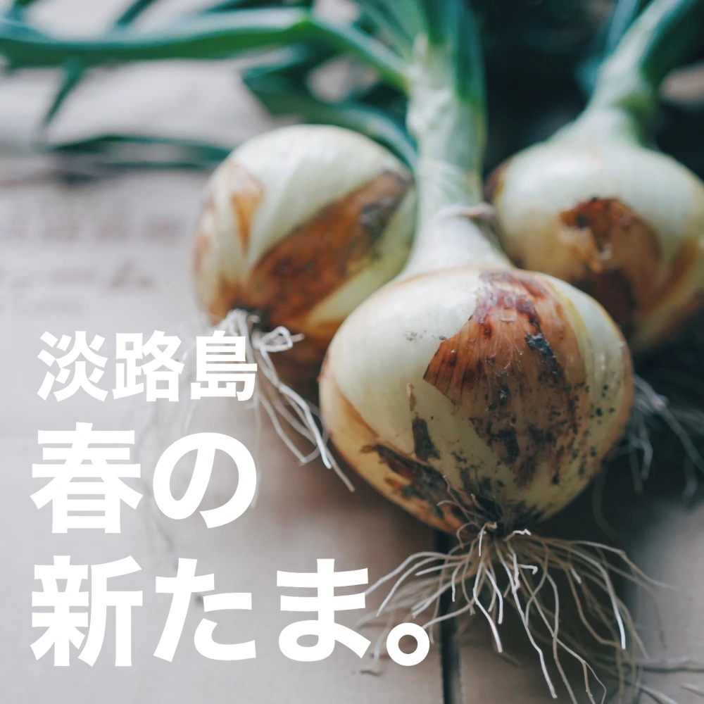 【ちょぴり訳あり】子どもたちが丸ごと食べちゃう♪春の新たまねぎ