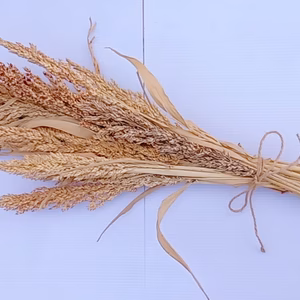 観賞用　ドライ　ソルゴー