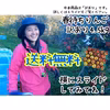 送料無料◎春になっても美味しい！春待ちりんご【訳あり4.5kg】