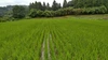 100%地下水育ち　里山のお米(ヒノヒカリ)