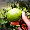 【熱海産♨農薬不使用】日本レモン発祥の地「熱海レモン」