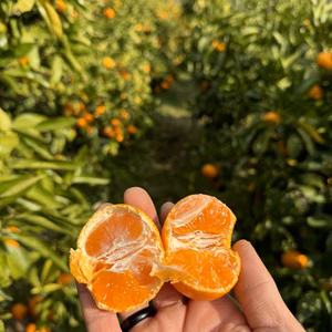 みかんの里、和歌山有田のまた旅みかん！【家庭用】